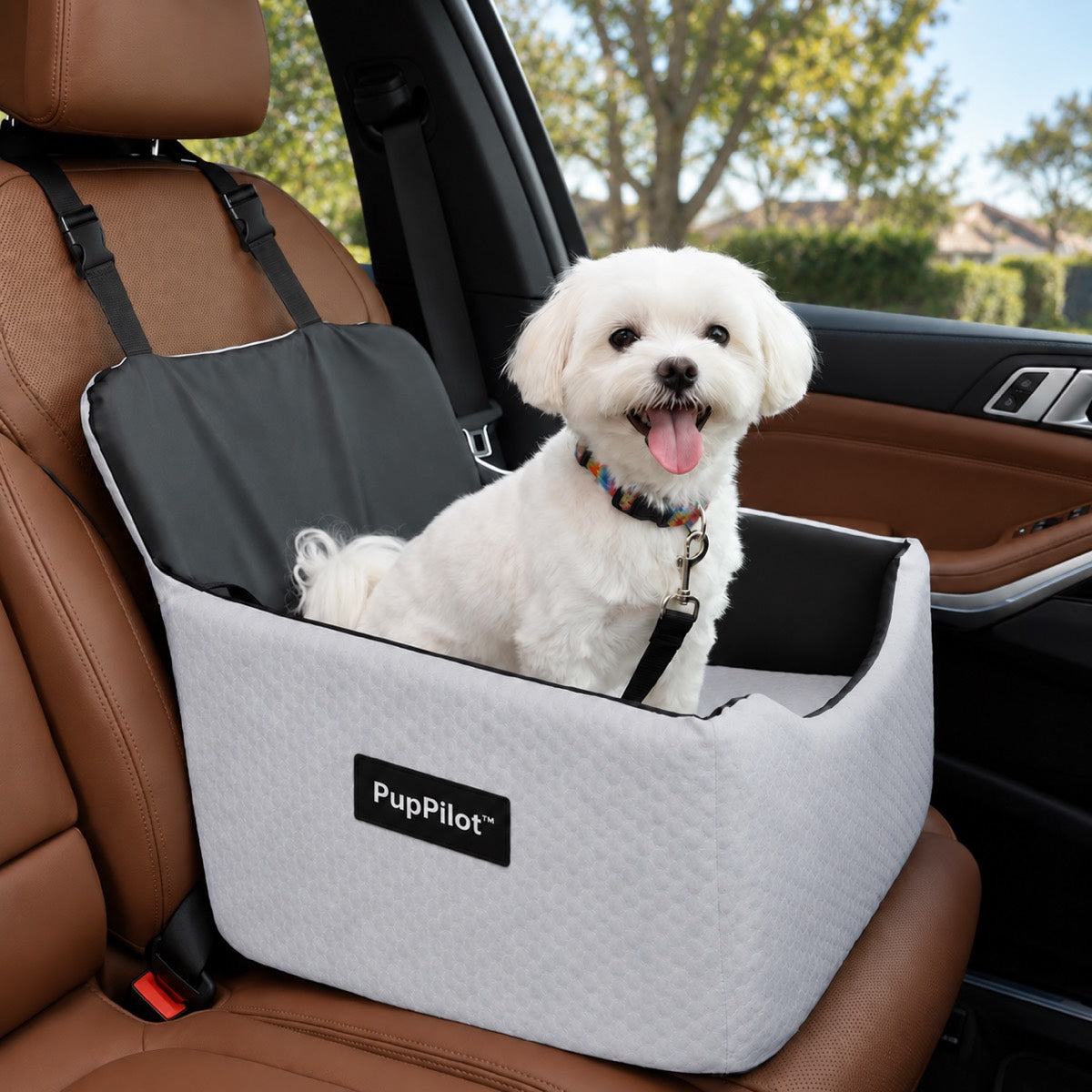 Safer, Comfier Car Trips For Your Dog